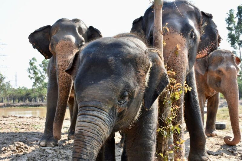 hua-hin-wildlife-friends-foundation-thailand-full-day-visit
