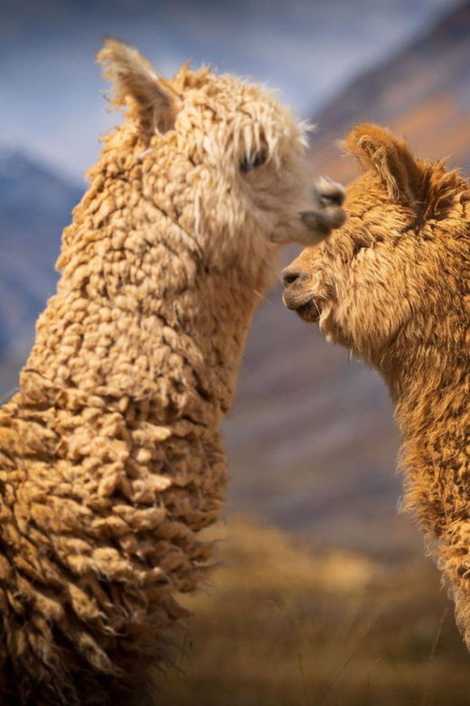 huaraz-laguna-69-gem-of-cordillera-blanca
