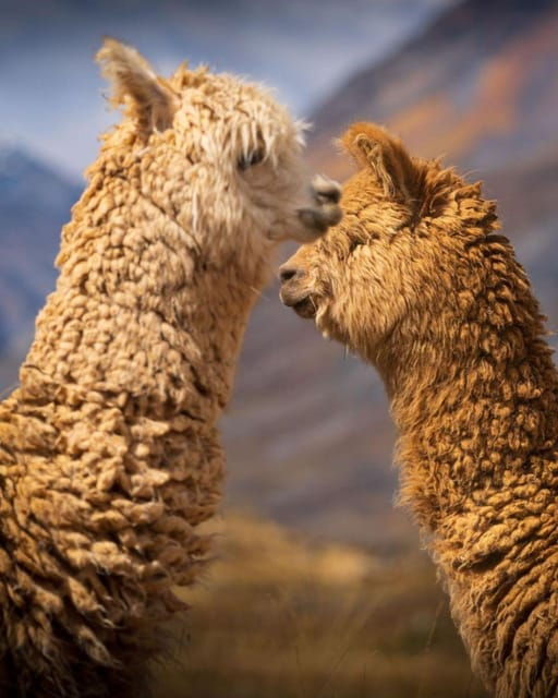 huaraz-laguna-69-gem-of-cordillera-blanca