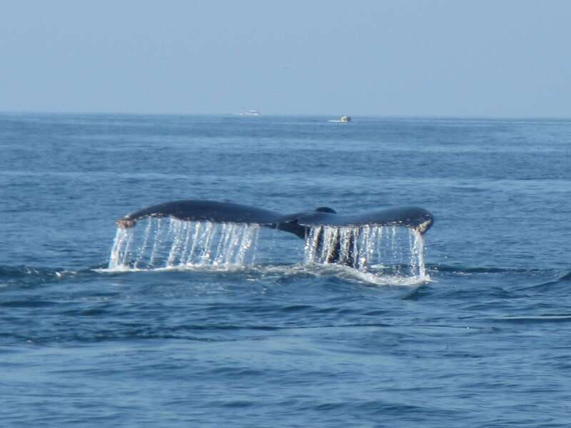 huatulco-bays-boat-tour-with-snorkeling-and-hotel-pickup