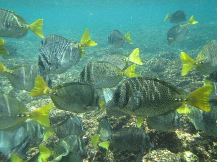 huatulco-bays-boat-tour-with-snorkeling-and-hotel-pickup