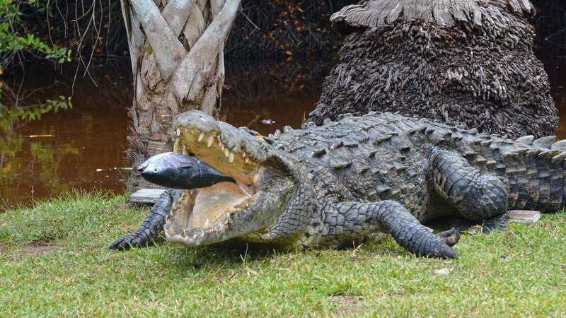 huatulco-ecotour-with-crocodiles-migrating-birds