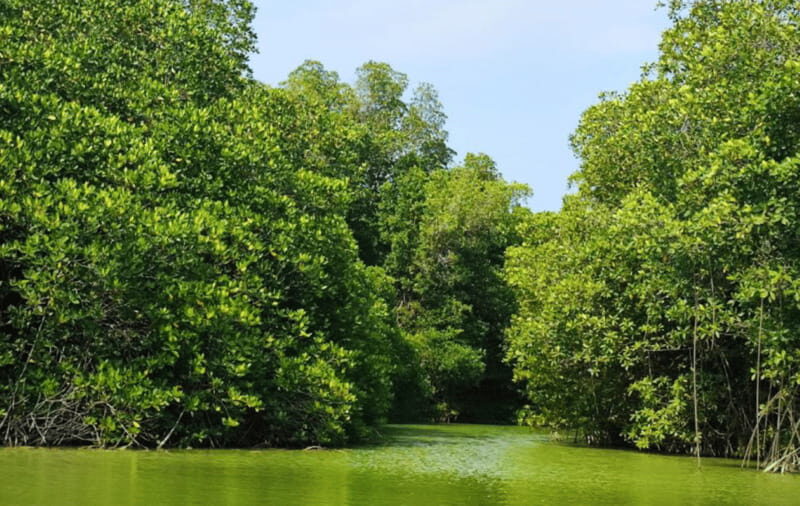 Huatulco: Laguna de Chacahua Exploration - The Boat Tour and Mangrove Maze