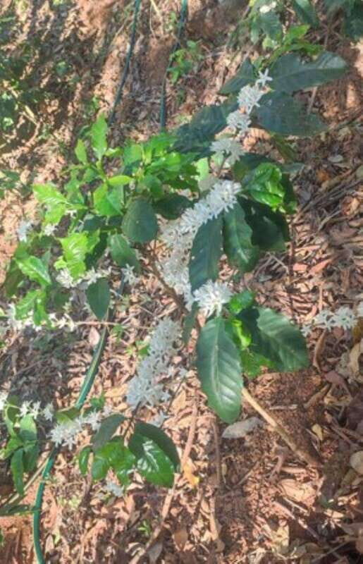 Huatulco: Private Coffee and Fruit Ranch Experience - What’s Included and What to Consider
