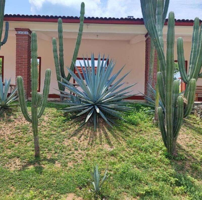 Huatulco: Private Mezcal Factory Experience - An Introduction to the Tour
