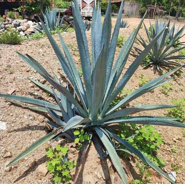 Huatulco: Private Mezcal Factory Experience - The Experience: Authentic, Educational, and Flavorful
