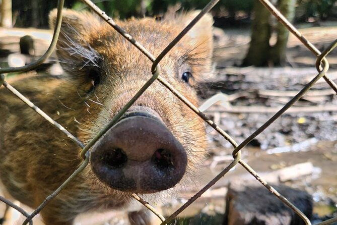 huilo-huilo-reserve-tour-from-valdivia-with-lunch