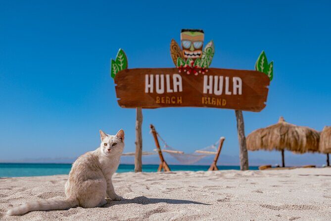 Hula Hula Island Snorkeling Full Day Boat Trip with Lunch - Key Points