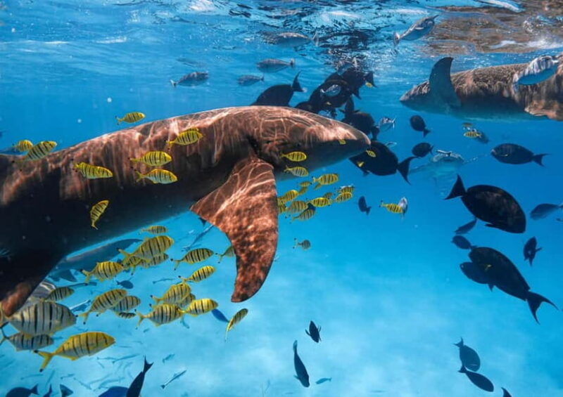 Hulhumale: Snorkeling Experience Nurse Shark - Introduction