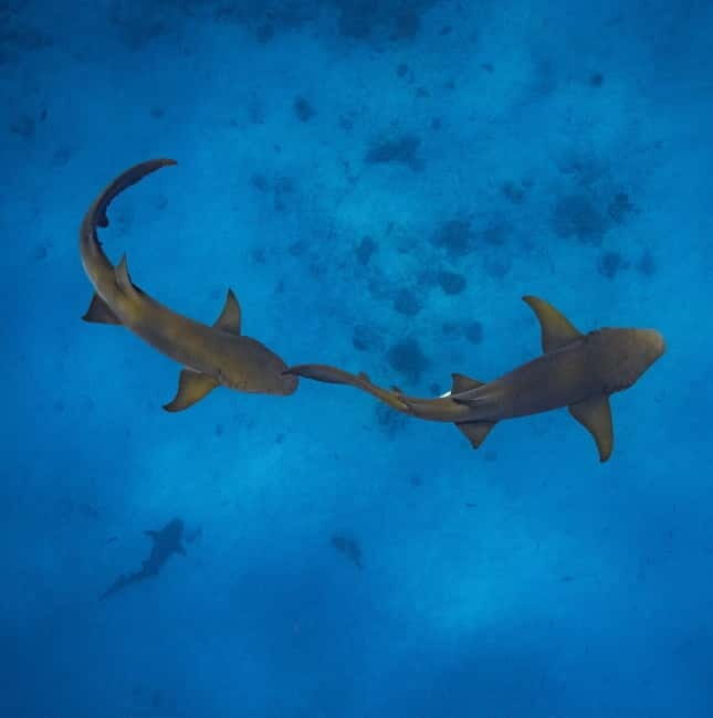 Hulhumale: Snorkeling Experience Nurse Shark - Key Points