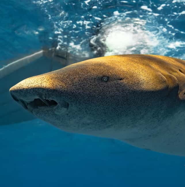 Hulhumale: Snorkeling Experience Nurse Shark - What’s Included and What’s Not