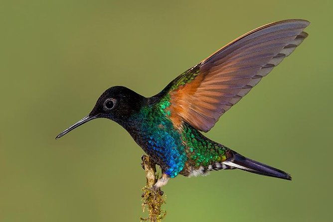 hummingbird-expedition-searching-for-the-cloud-forest-jewels