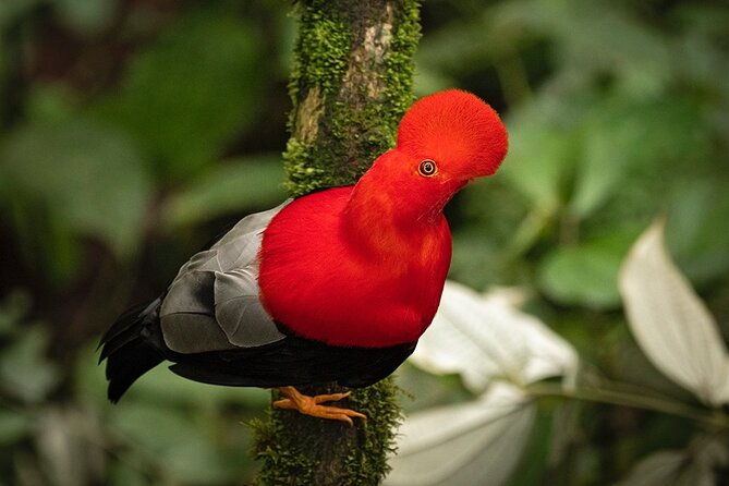 hummingbird-expedition-searching-for-the-cloud-forest-jewels