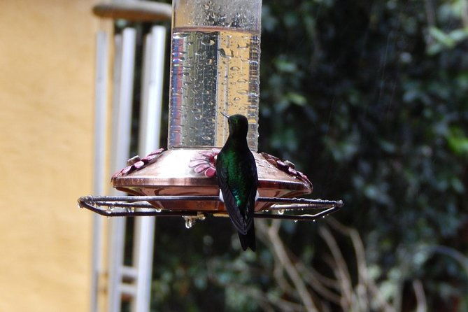 hummingbird-watching-private-tour-4-hrs
