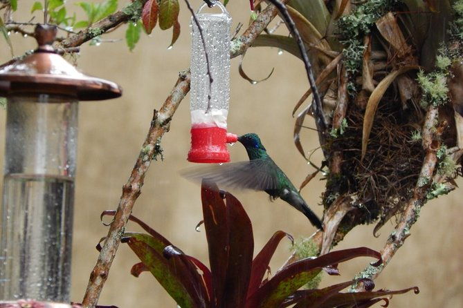 hummingbird-watching-private-tour-4-hrs
