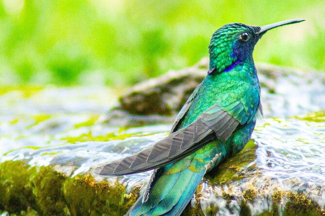 hummingbird-watching-private-tour-4-hrs