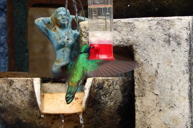 hummingbird-watching-private-tour-4-hrs