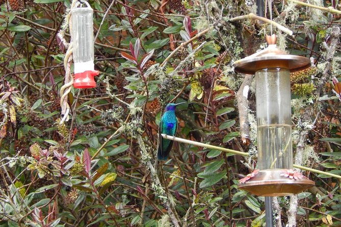 hummingbird-watching-private-tour-4-hrs