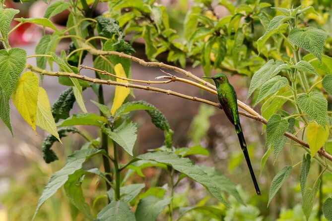 hummingbirds-of-the-sacred-valley-cusco