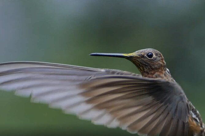 hummingbirds-of-the-sacred-valley-cusco