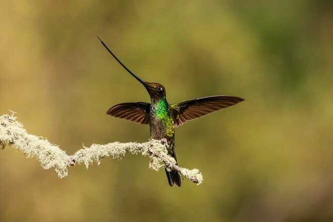 hummingbirds-of-the-sacred-valley-cusco
