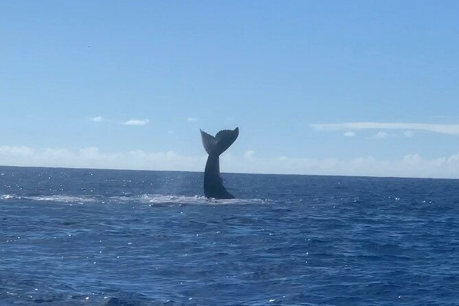 humpback-whale-and-dolphin-watch-in-kona-2