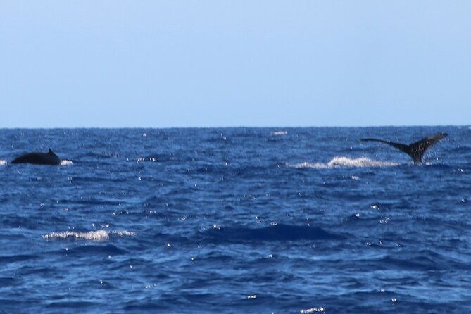 humpback-whale-and-dolphin-watch-in-kona