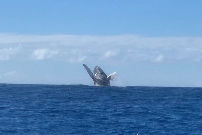 humpback-whale-and-dolphin-watch-in-kona