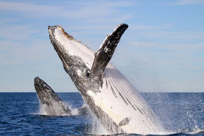 Humpback Whale Encounter Tour from Newcastle - Introduction