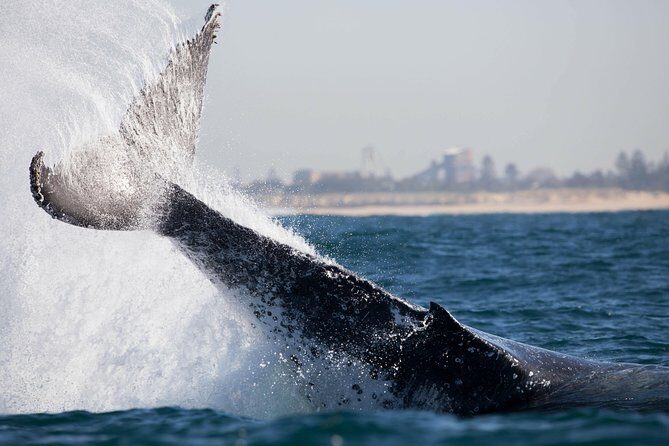 Humpback Whale Encounter Tour from Newcastle - Who Should Book This Tour?