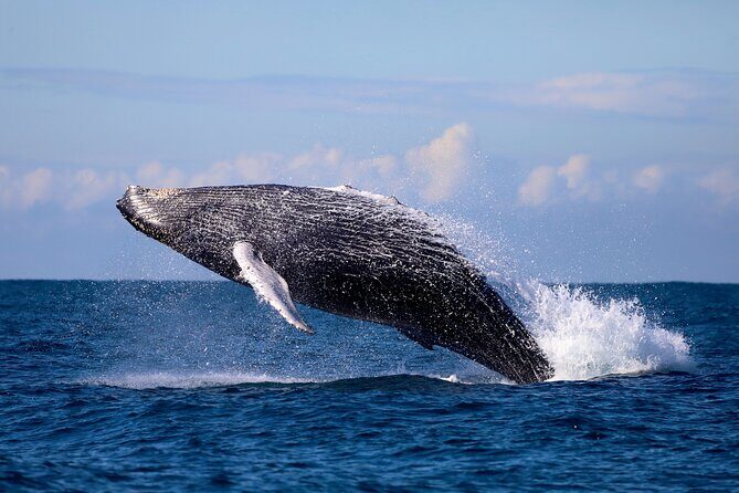 Humpback Whale Encounter Tour from Newcastle - Authentic Reviews and Insights