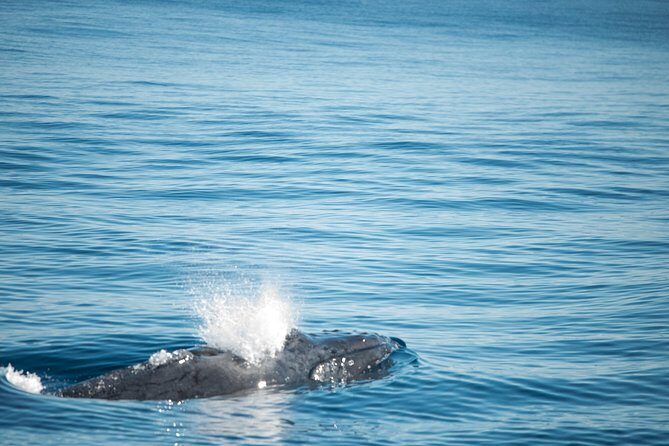Humpback Whale Safari - Why Choose the Humpback Whale Safari?