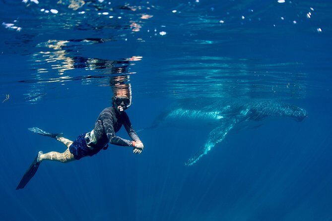 Humpback Whale Safari - What Makes This Tour Stand Out?