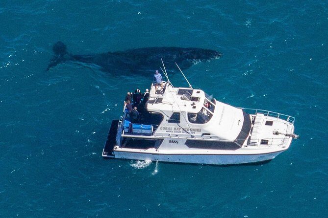 Humpback Whale Safari - Authentic Insights from Past Guests