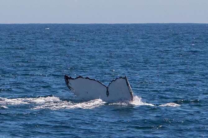 Humpback Whale Safari - The Sum Up: Is It Worth It?