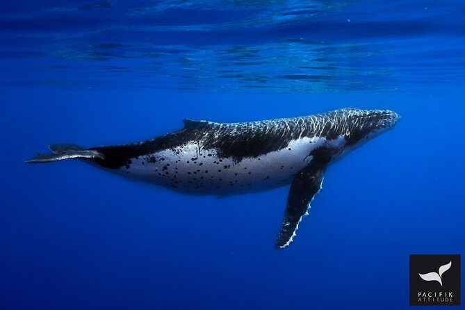 Humpback whale watching and marine life in Moorea - What to Expect from the Experience