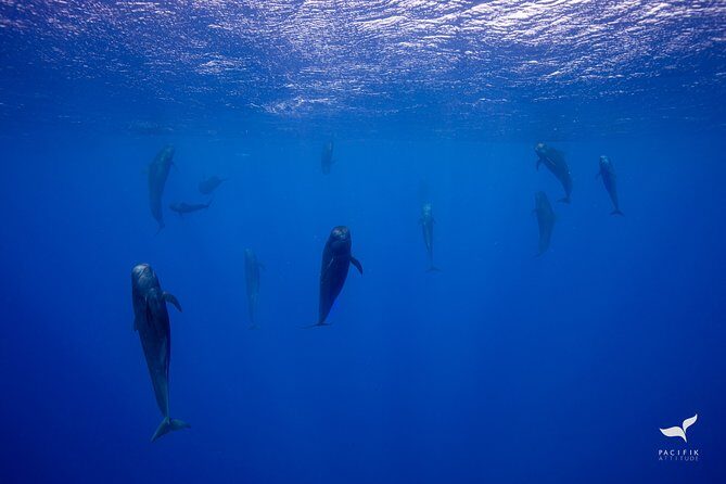 Humpback whale watching and marine life in Moorea - Who Should Book This Tour?