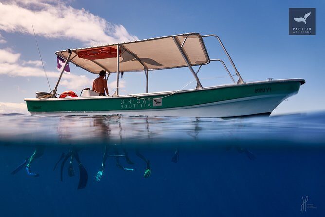 Humpback whale watching and marine life in Moorea - Final Thoughts