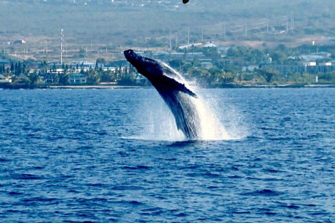 humpback-whale-watching-in-kailua-kona-hawaii