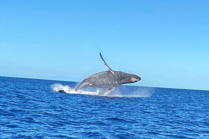 humpback-whale-watching-in-kailua-kona-hawaii
