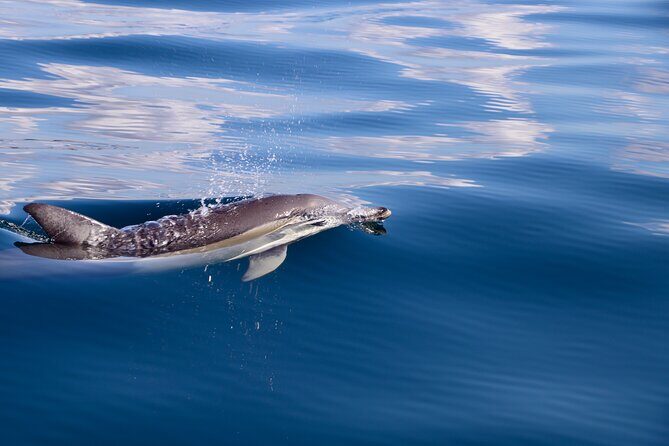 Hunter Coastal Adventure Tour by Boat from Newcastle - Who Should Book This Tour?