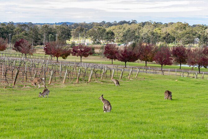 Hunter Valley All Inclusive Boutique Wine Tour from Sydney - The Experience in Detail