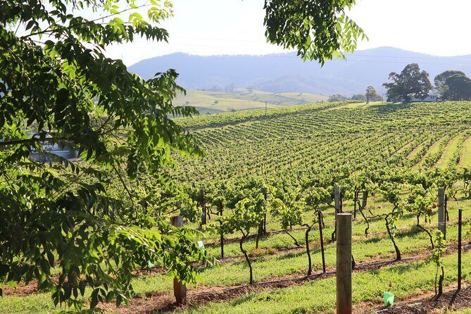 Hunter Valley Premium Tastings with Lunch - Transportation and Group Size