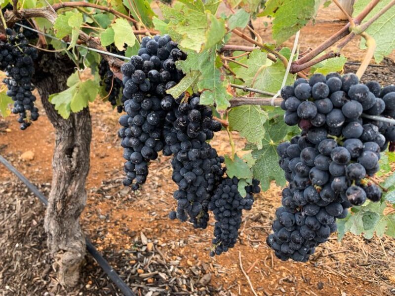 Hunter Valley: Private Day Tour from Sydney with Your Crew! - An In-Depth Look at the Private Hunter Valley Tour