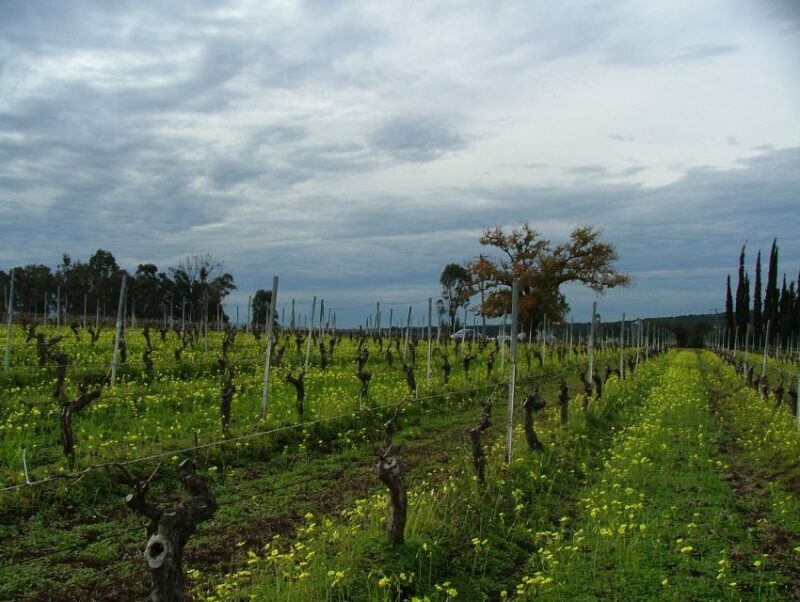 Hunter Valley: Uncork the Hunter Full-Day Wine Tour - Practical Tips and Considerations