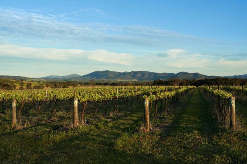 Hunter Valley Wine & Cheese Tasting Tour from Sydney - Hunter Valley Wine & Cheese Tasting Tour from Sydney: A Practical Review