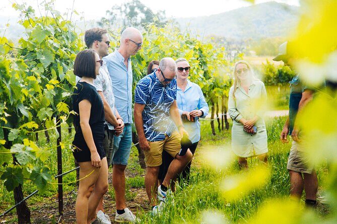 Hunter Valley Wine Tour ex Hunter Valley - Lunch, Cheese, Chocolate, Distillery - How the Hunter Valley Wine Tour Comes to Life