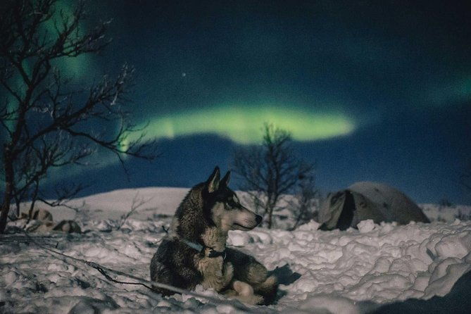 hunting-northern-lights-with-husky