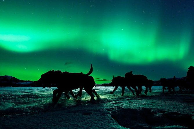 hunting-northern-lights-with-husky
