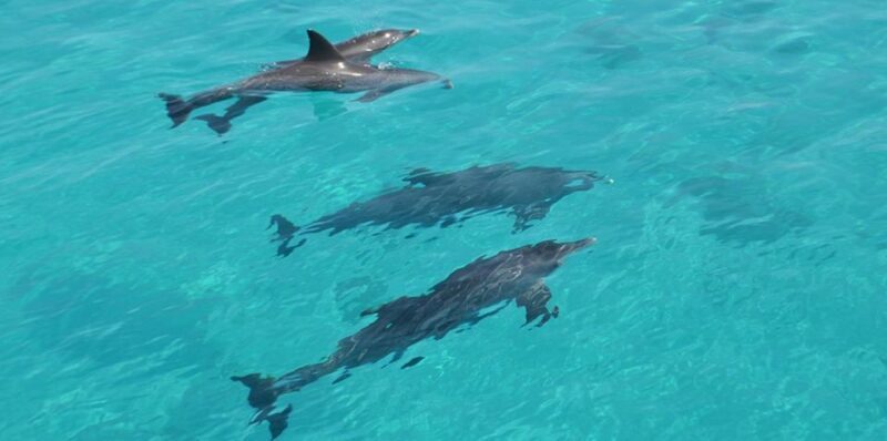 Hurghada: 4 Days Tour Horse, Camel, Spa, ATV, Jeep & Dolphin - A Closer Look at the 4-Day Itinerary
